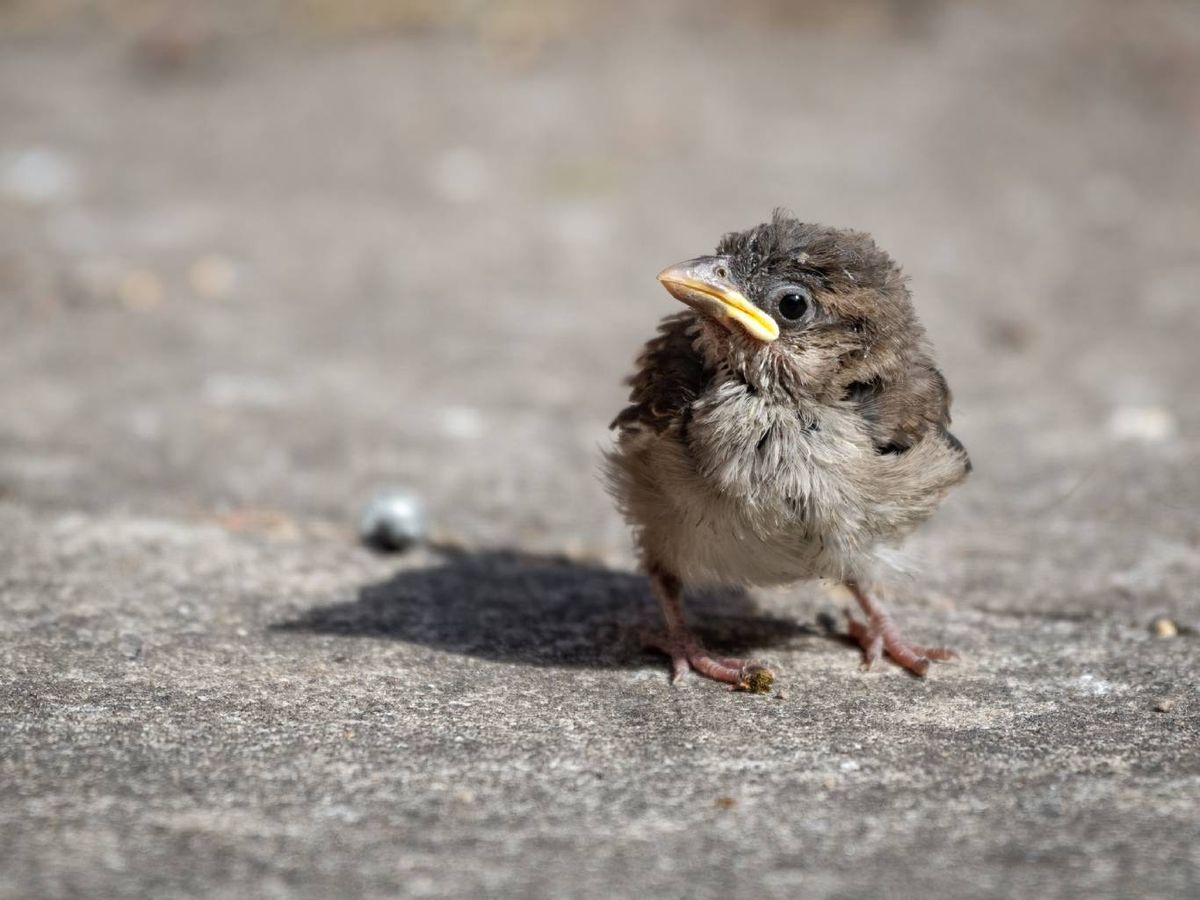 En España, la mayoría de las aves están protegidas por ley.