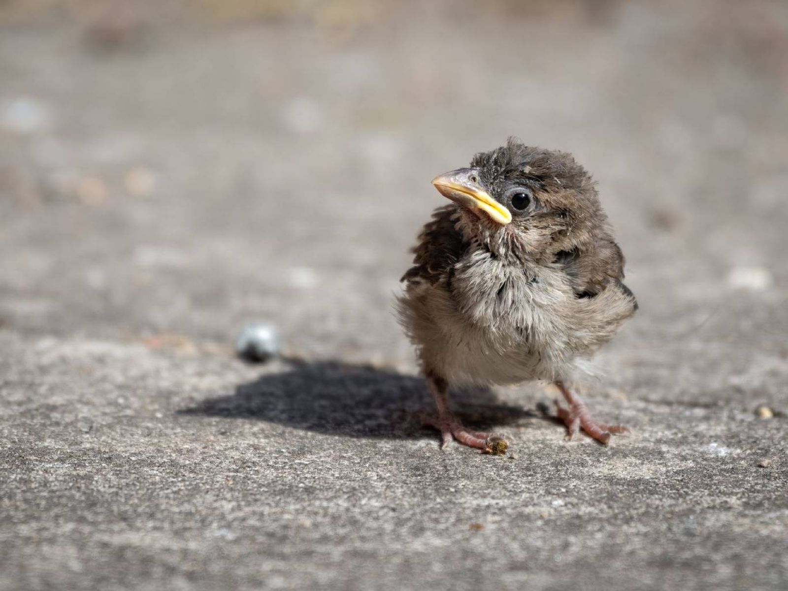 En España, la mayoría de las aves están protegidas por ley. En España, la mayoría de las aves están protegidas por ley.