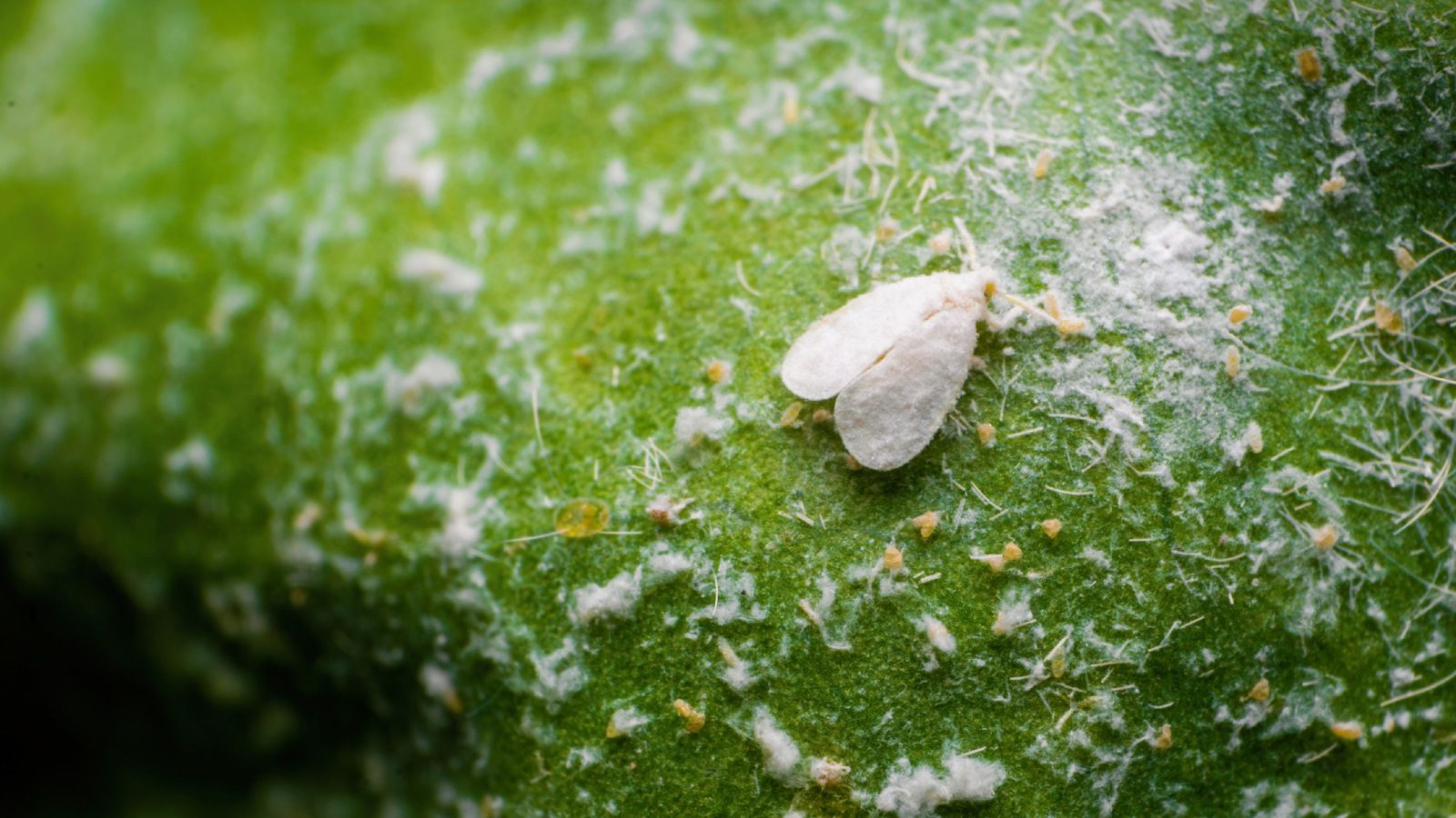 La mosca blanca es una de las plagas más extendidas y persistentes