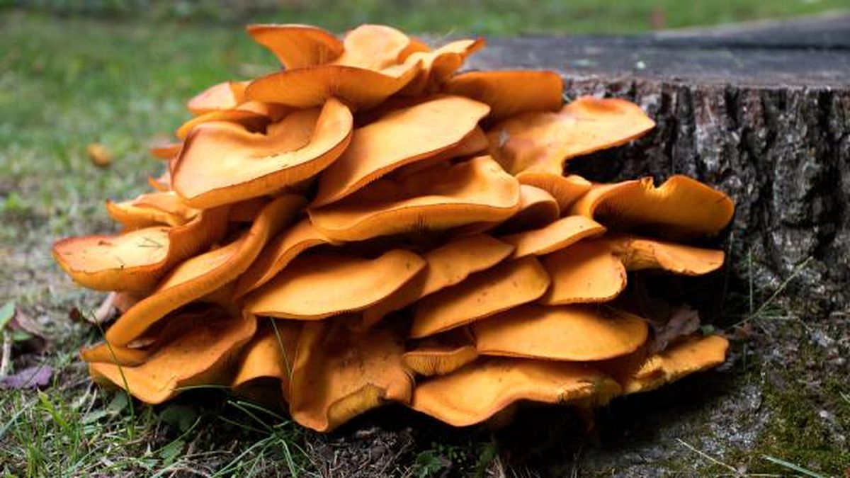 setas toxicas venenosas mascotas Espana Omphalotus olearius