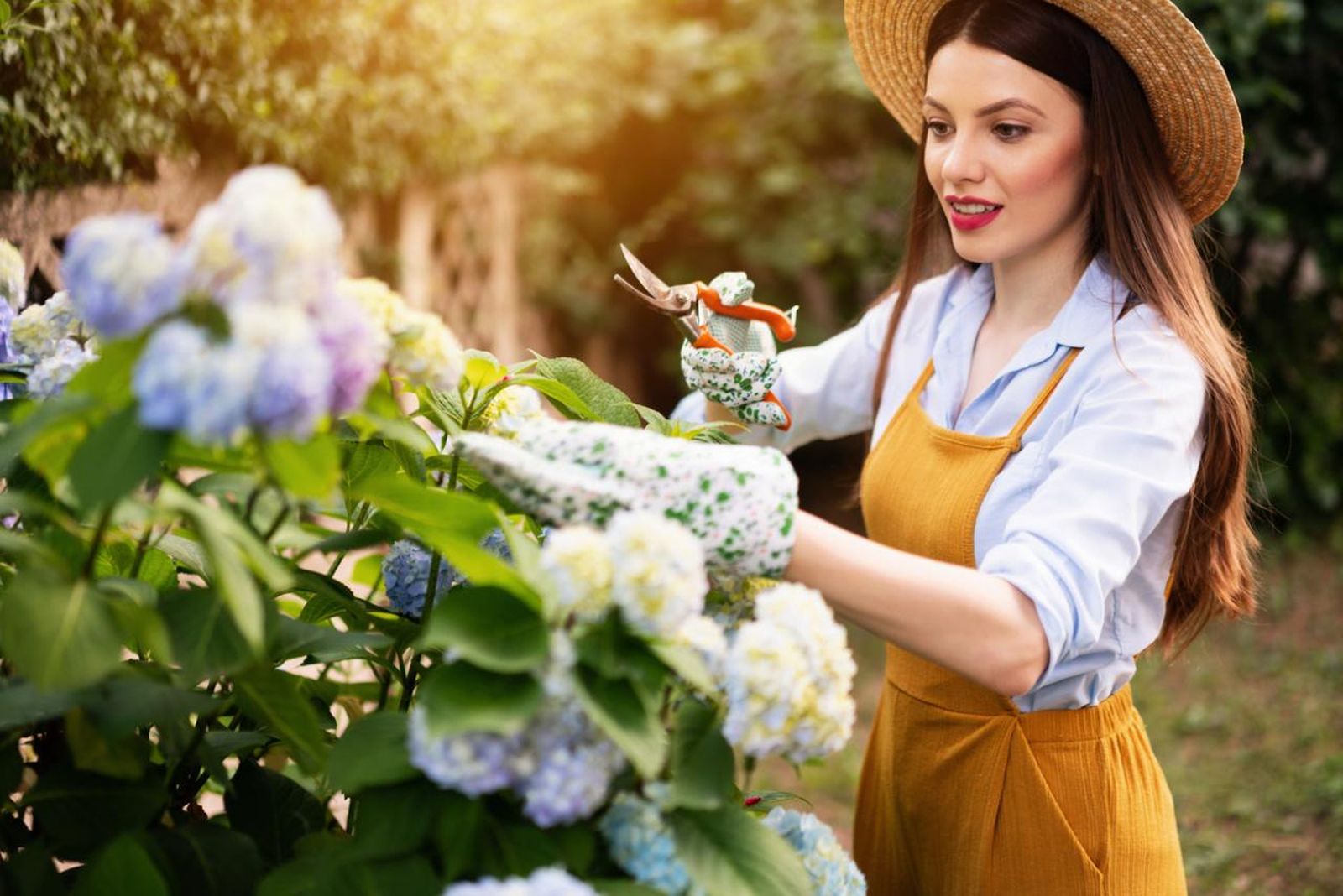Una poda adecuada es clave para la floración de la hortensia. Una poda adecuada es clave para la floración de la hortensia.