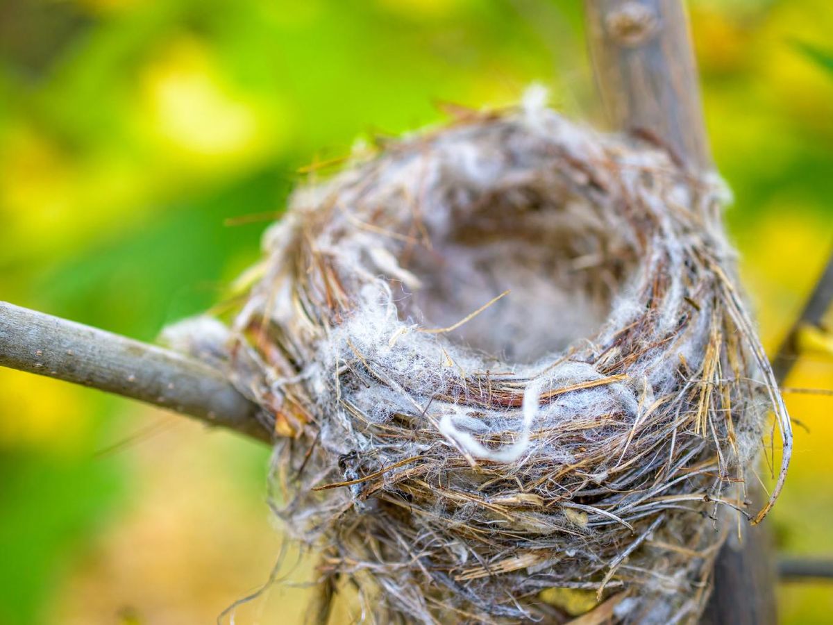 Nido natural de ave elaborado con ramitas y pelo.