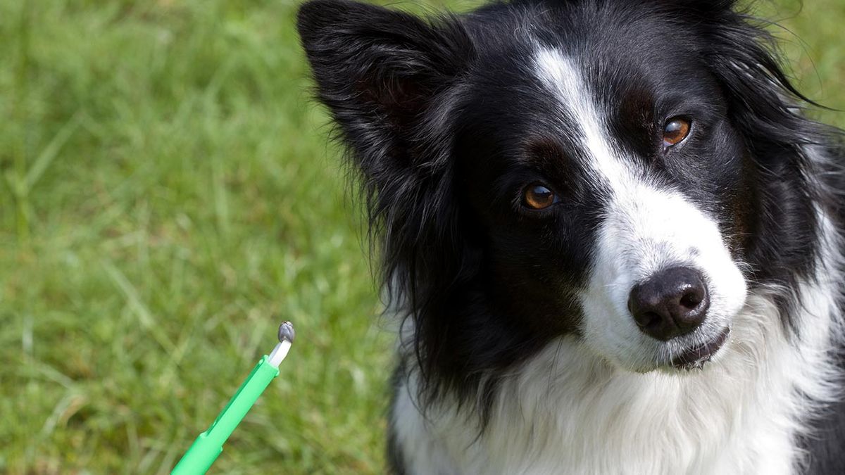 los 6 parasitos mas frecuentes en perros