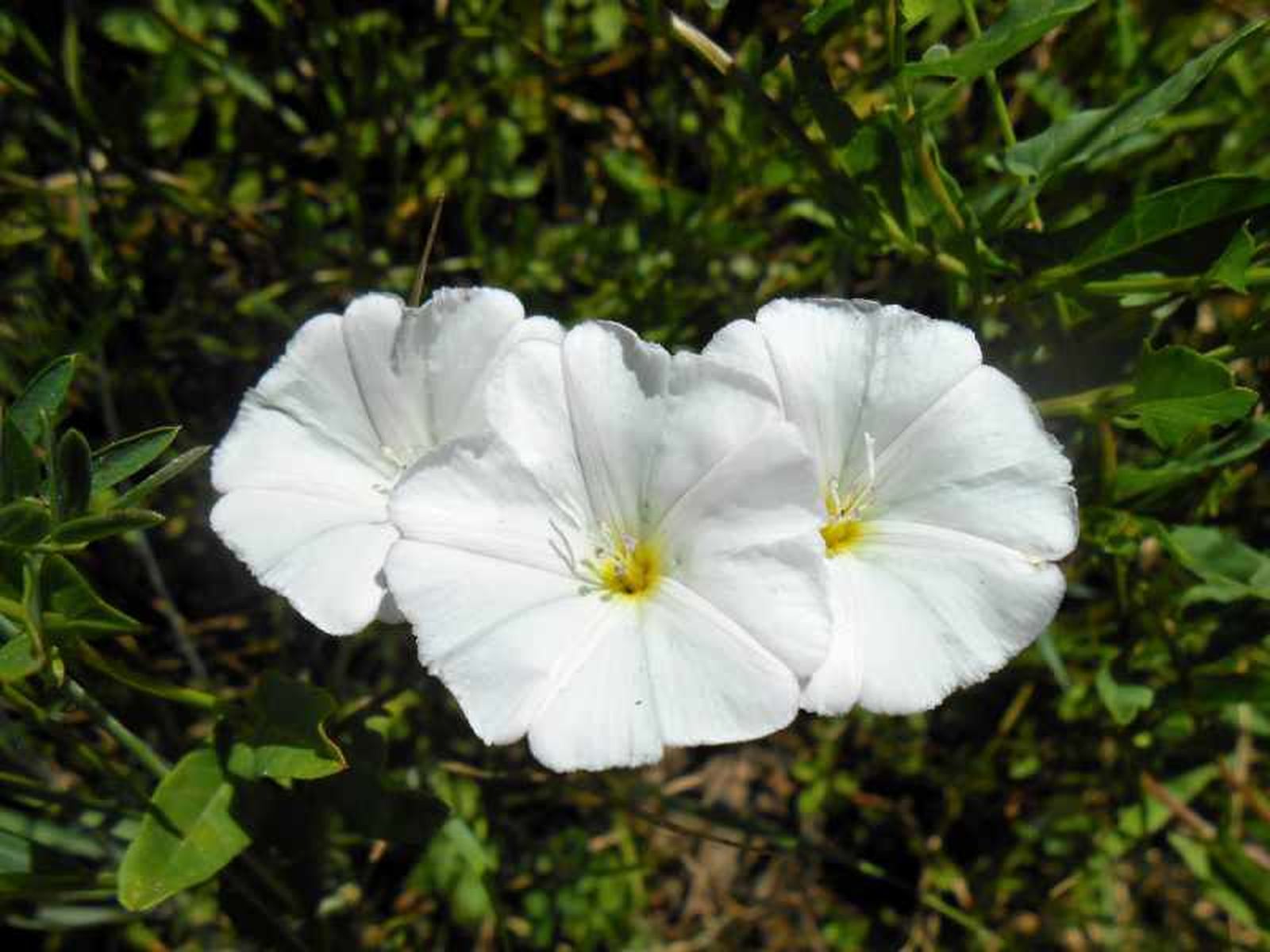 Convolvulus arvensis Convolvulus arvensis