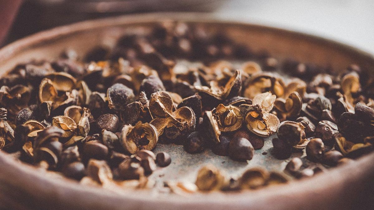 brico 1015 jardin semillas de camelias