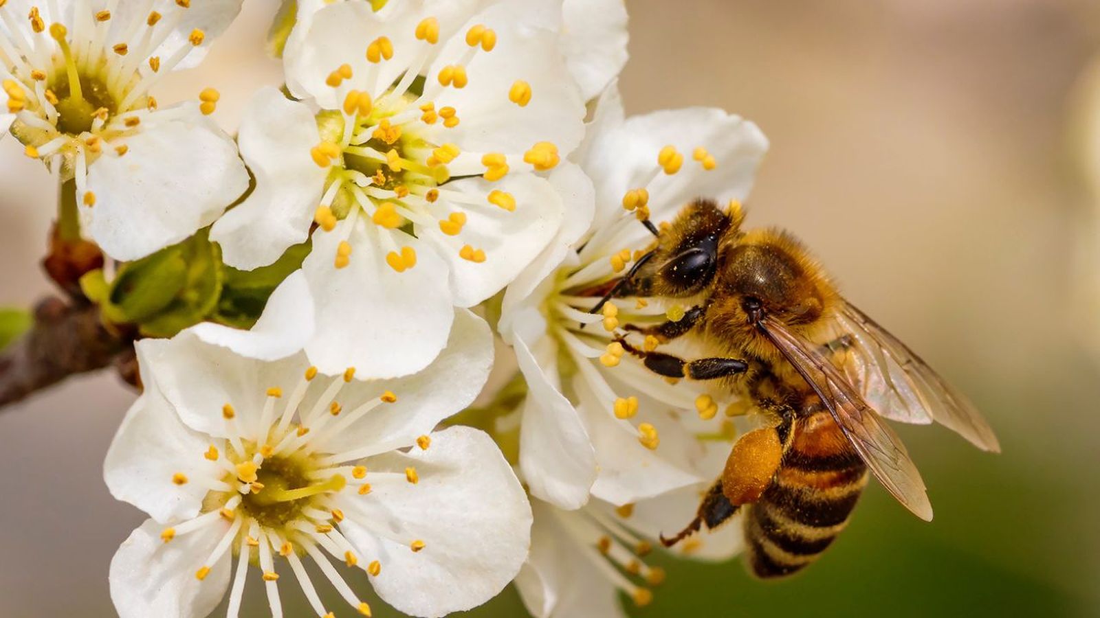 insectos beneficios para el huerto