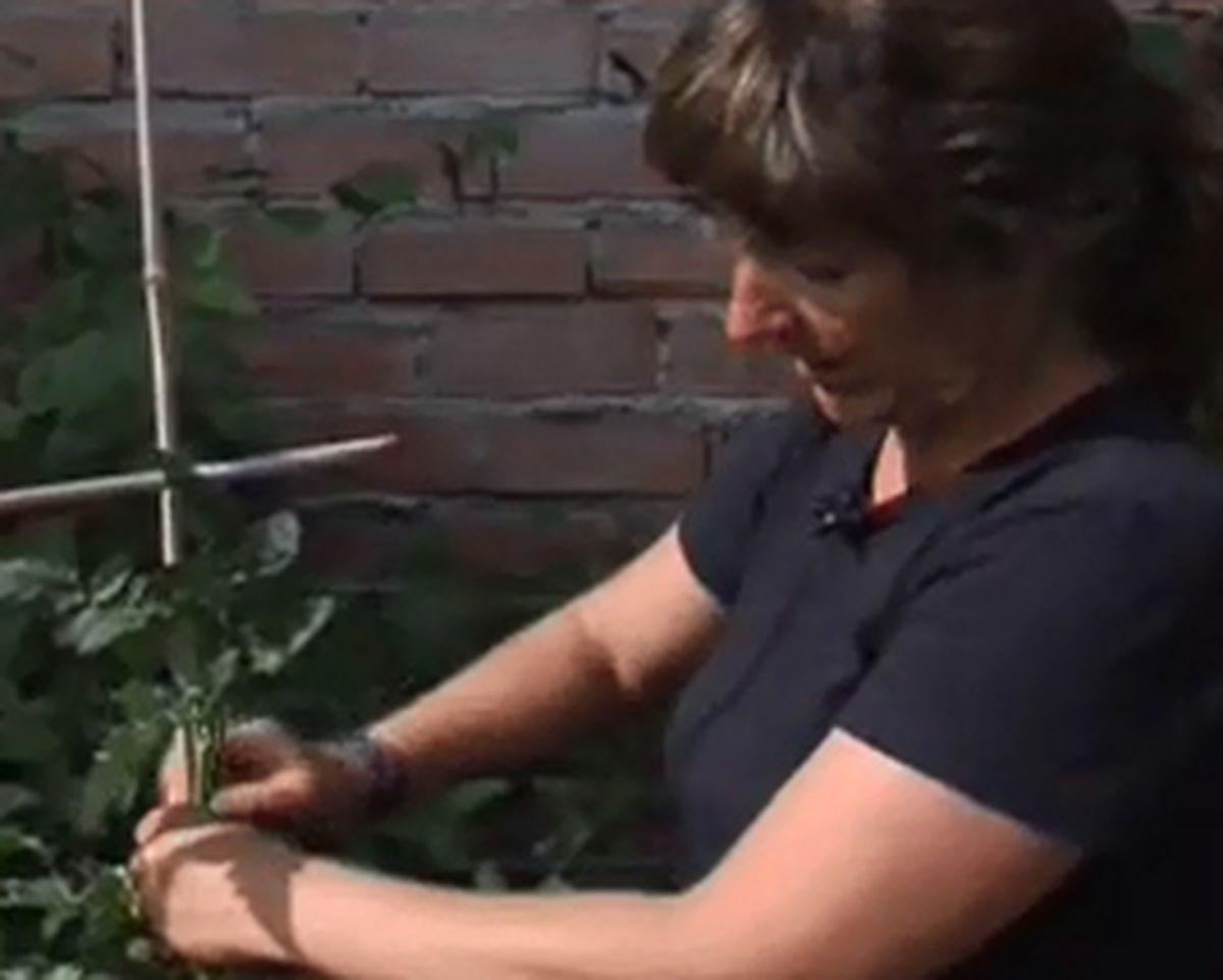 Entutorar tomatera   paso 4