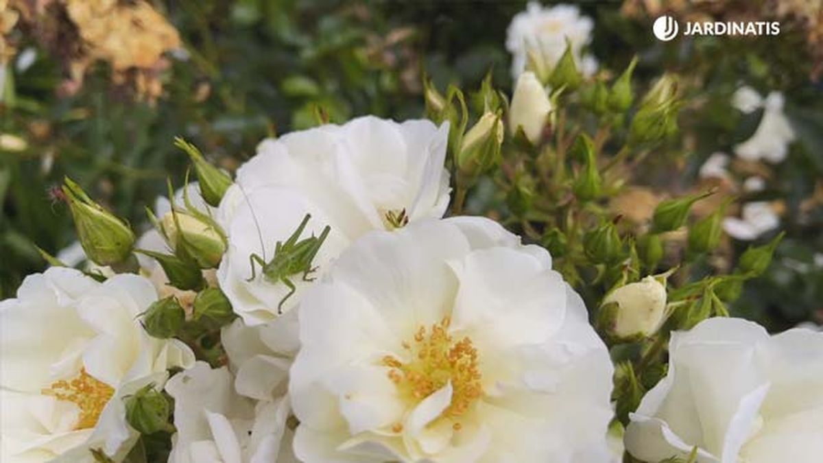 rosa opalia en el jardin lurgarden