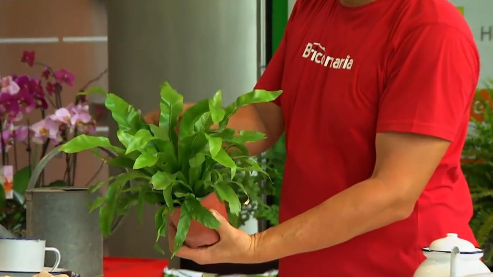 como cultivar helecho nido de ave como cultivar helecho nido de ave