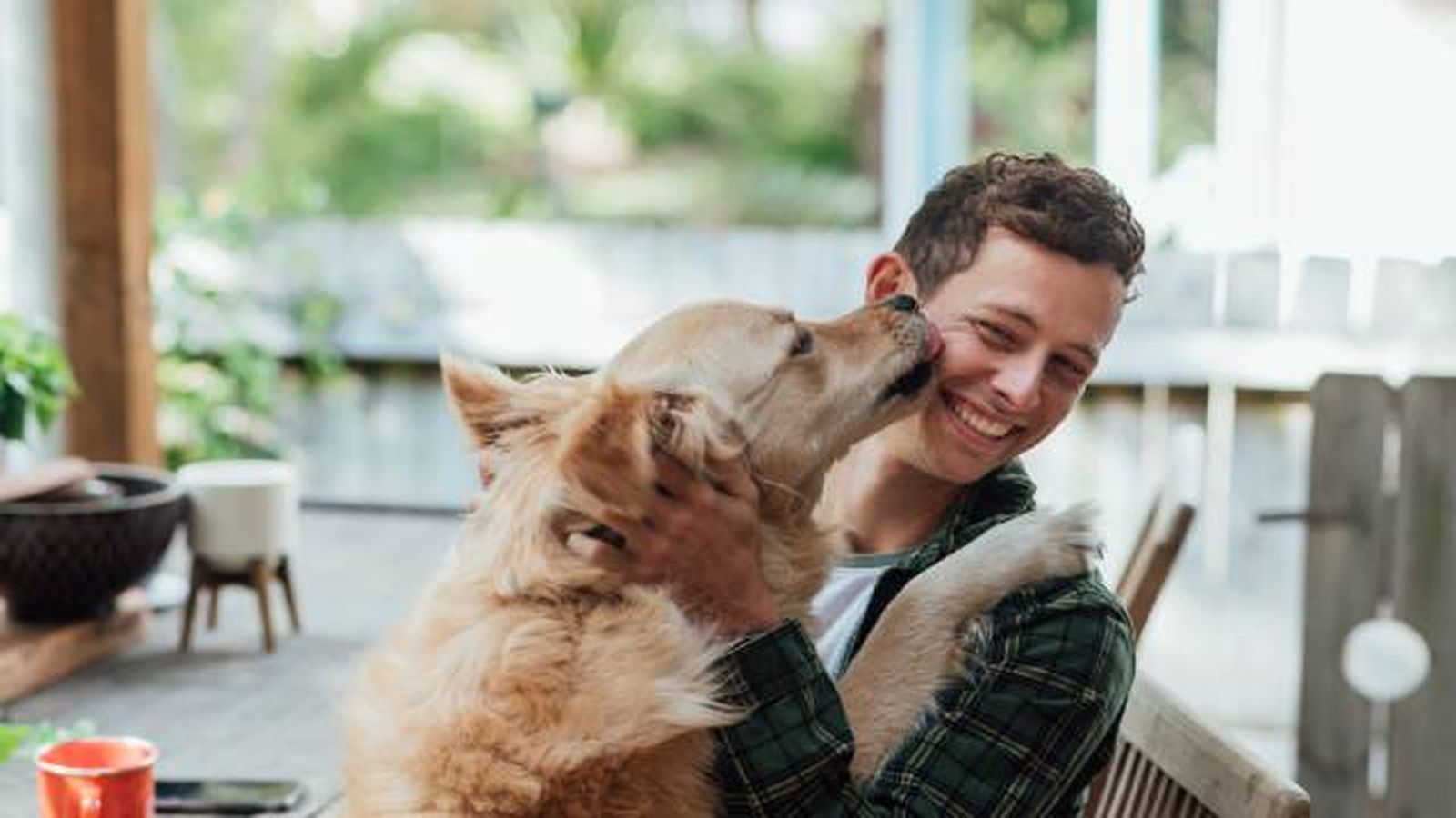 perro feliz (2)