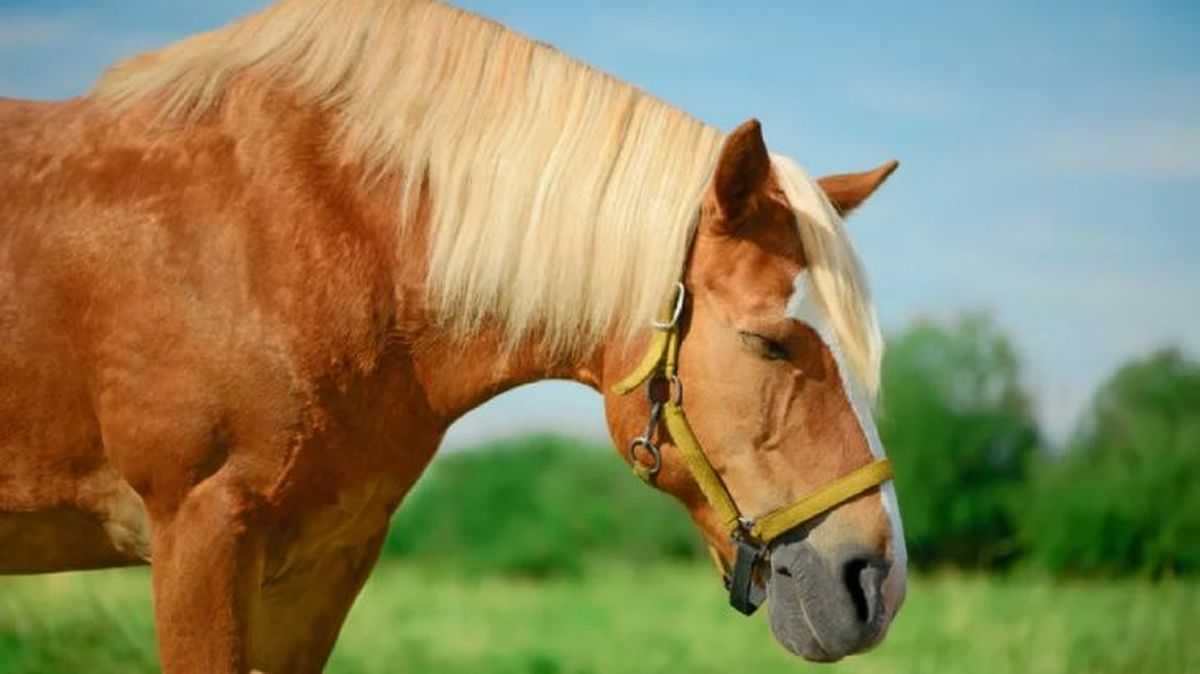 como duermen los animales 2