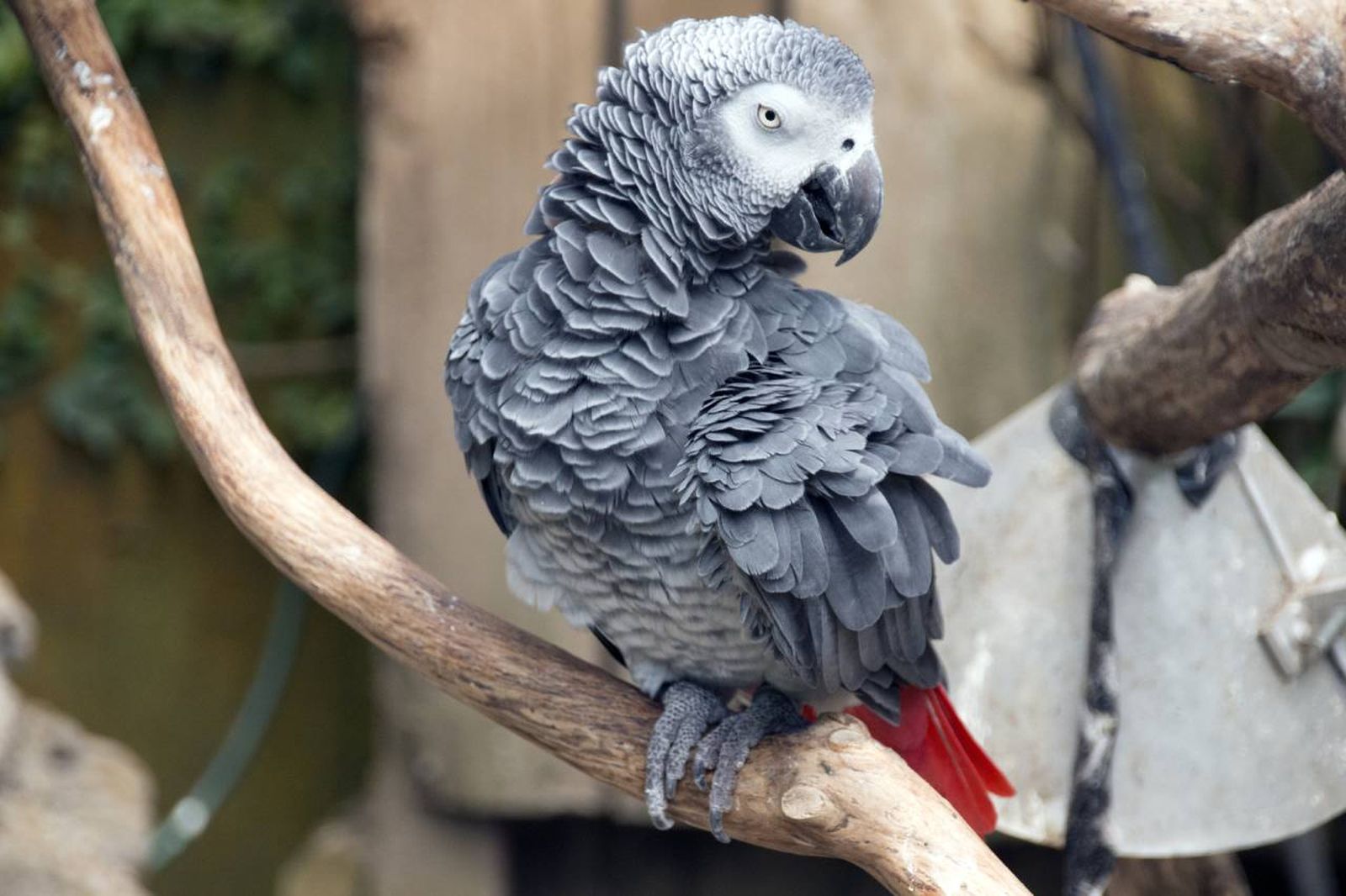 Se distingue principalmente por su plumaje gris plateado y su cola de color rojo intenso.