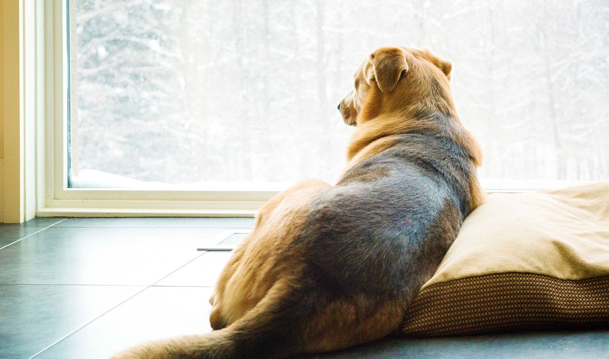 Cierra bien las persianas para evitar que el perro se escape.
