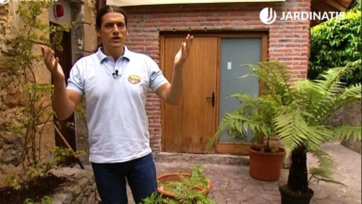 zonas sombrias humedad ambiental helechos arboreos brico 463 jardin