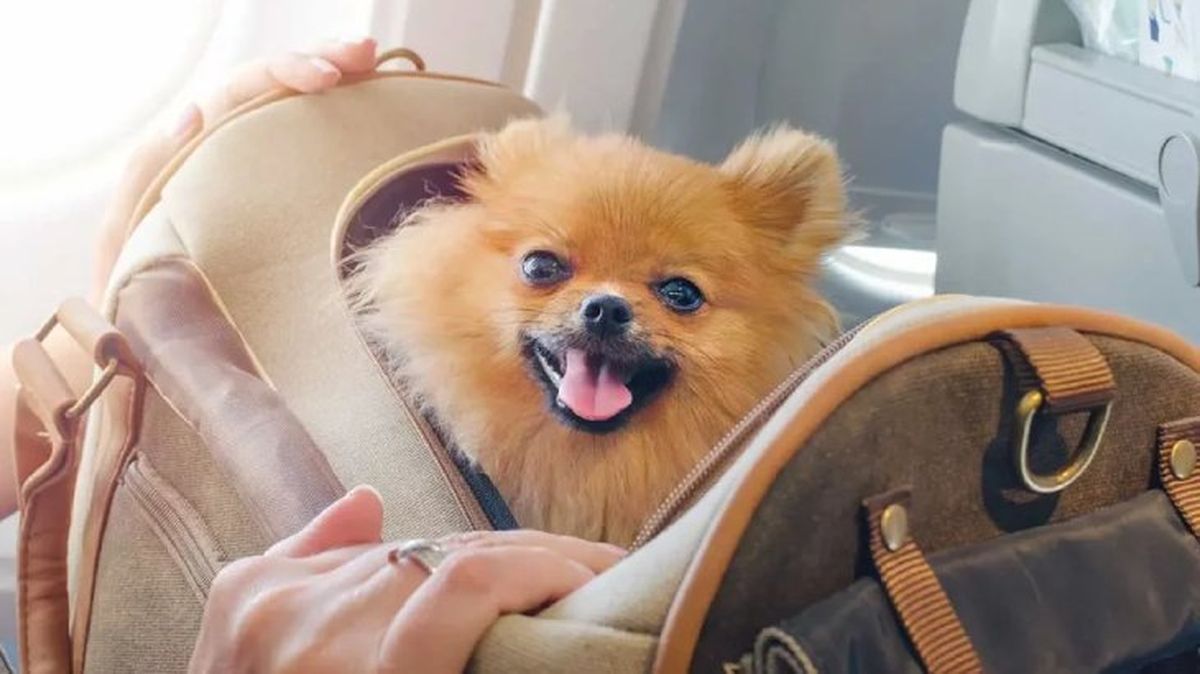 como llevar al perro en coche 6