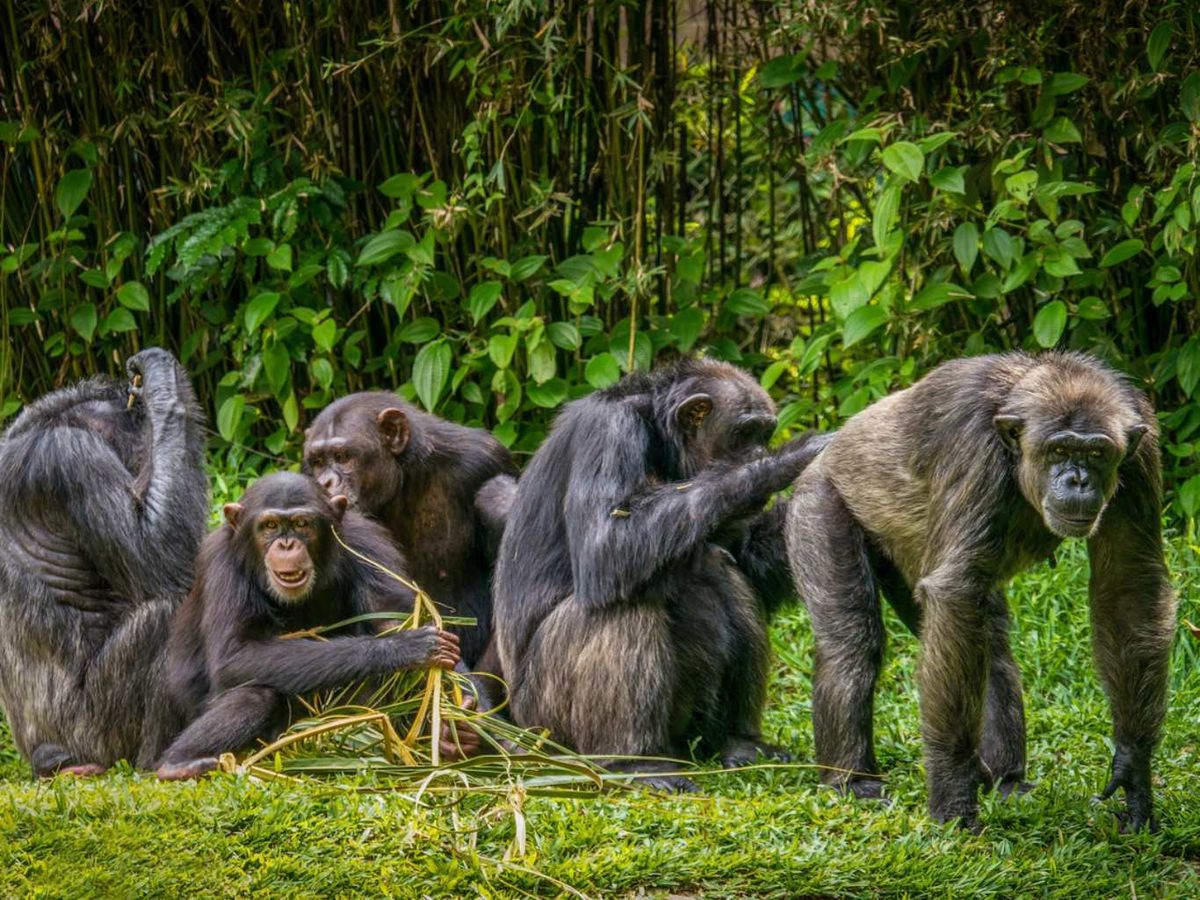 Chimpancés.