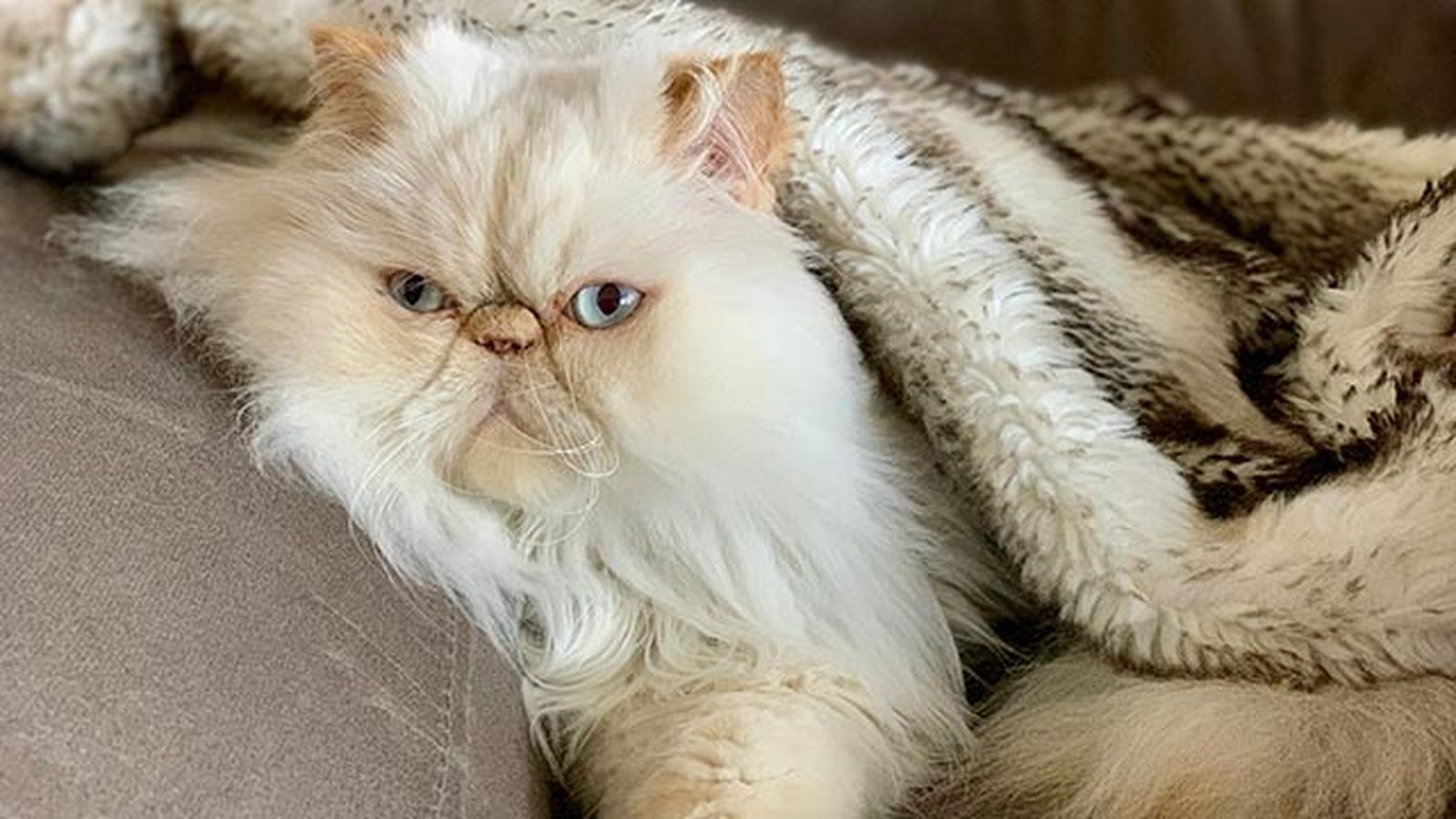 gato persa 3 sofa gato persa 3 sofa