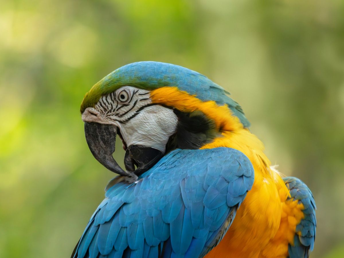 Ara ararauna.