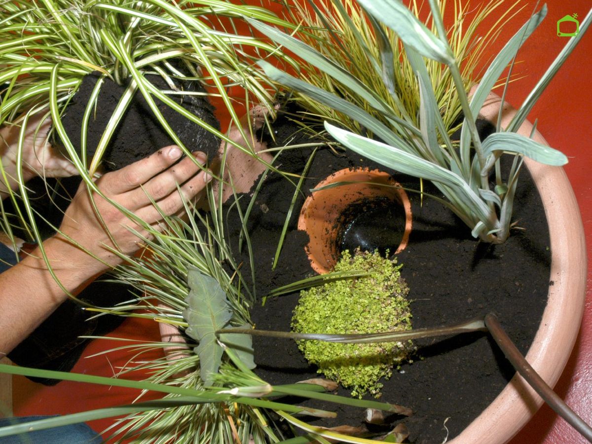 Planta las especies.