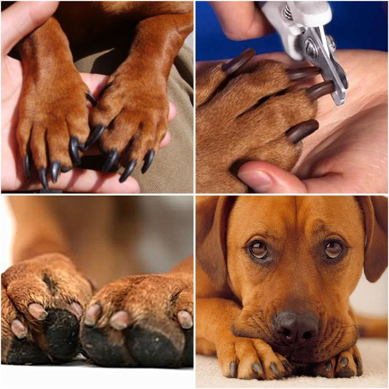 perros herramienta cortar unas perros herramienta cortar unas