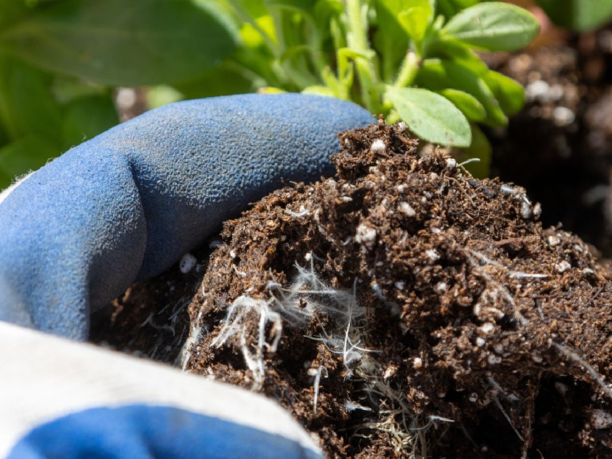 El hongo obtiene azúcares y compuestos orgánicos de la planta