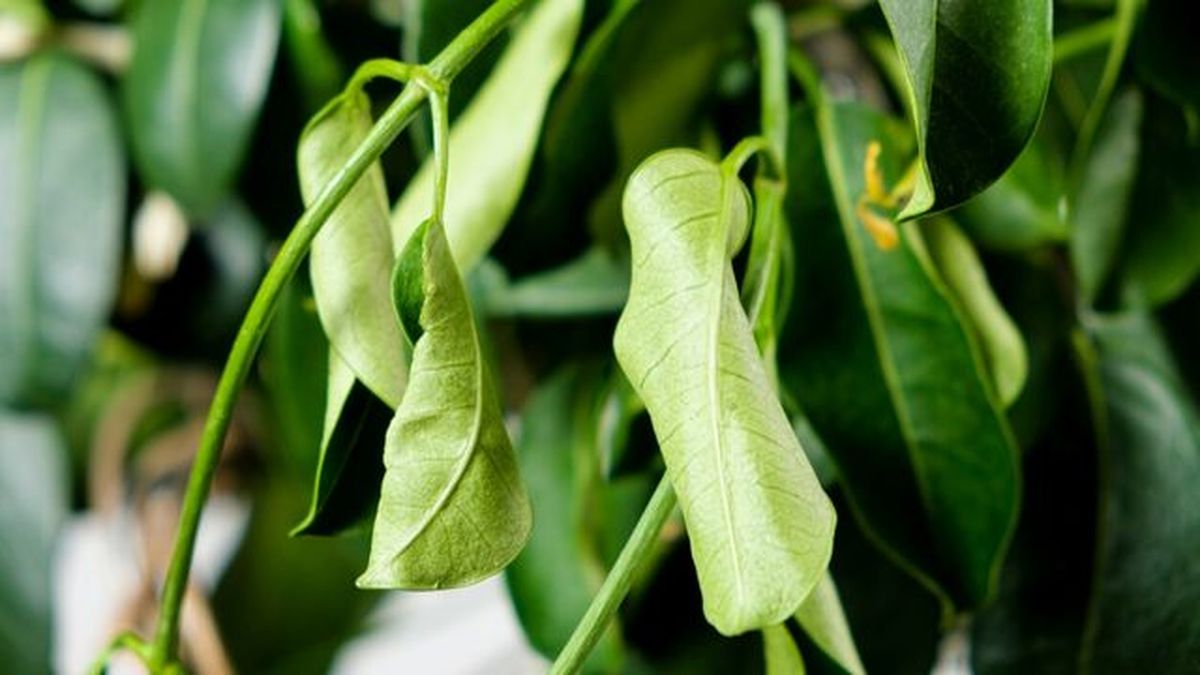 hojas de jazmin marchitas