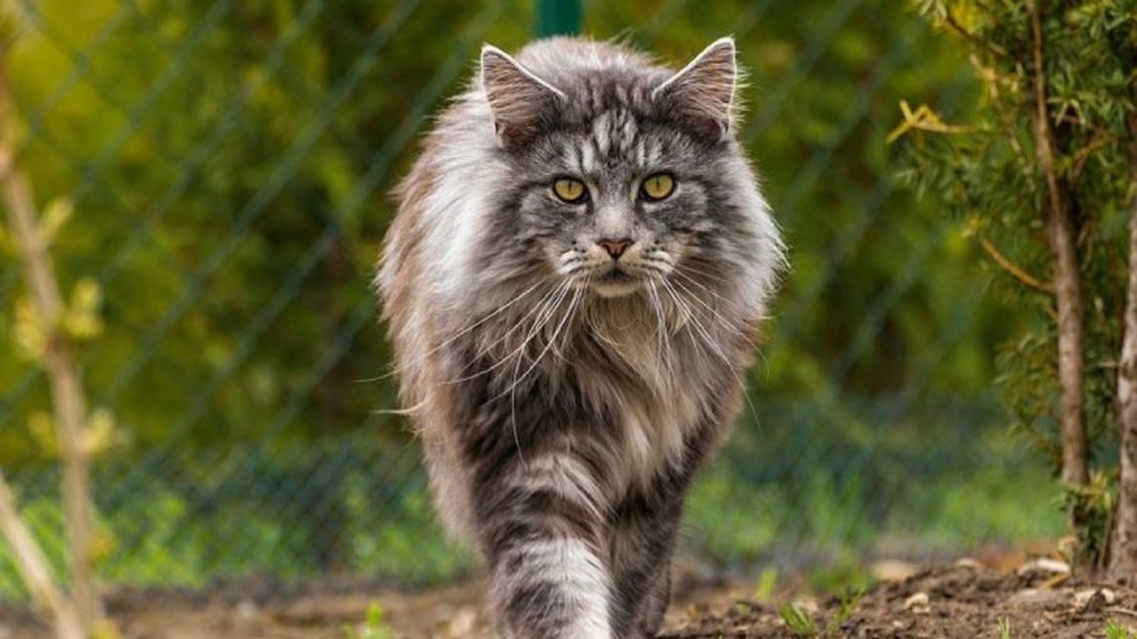 gatos mas grandes maine coon gatos mas grandes maine coon