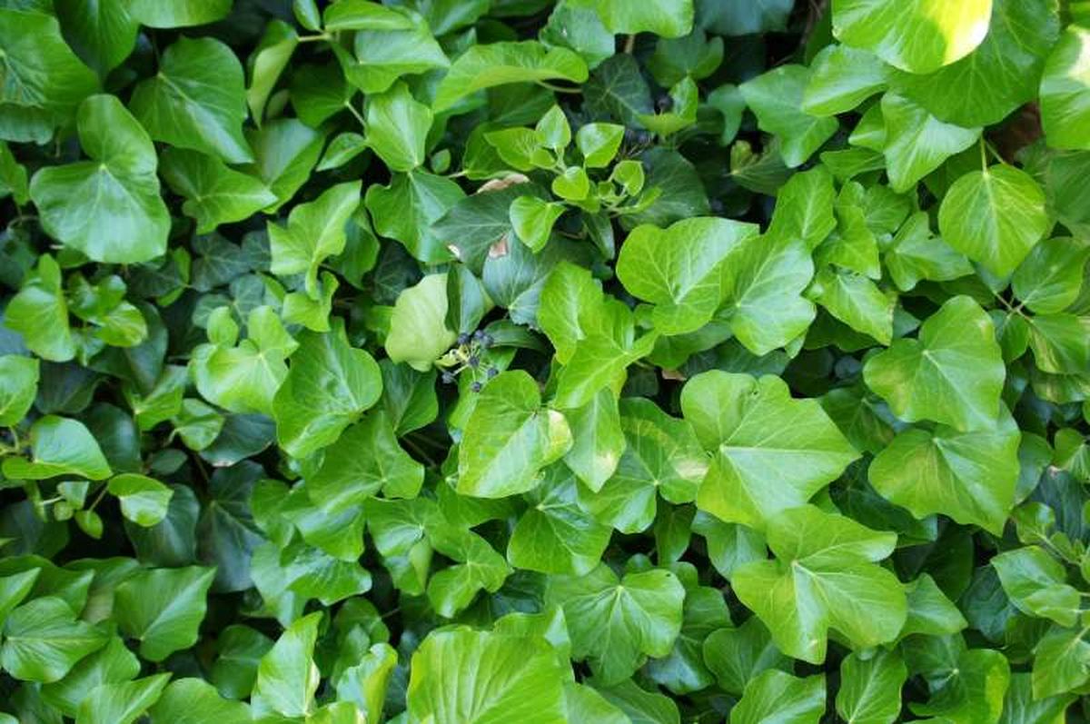Hedera hibernica.