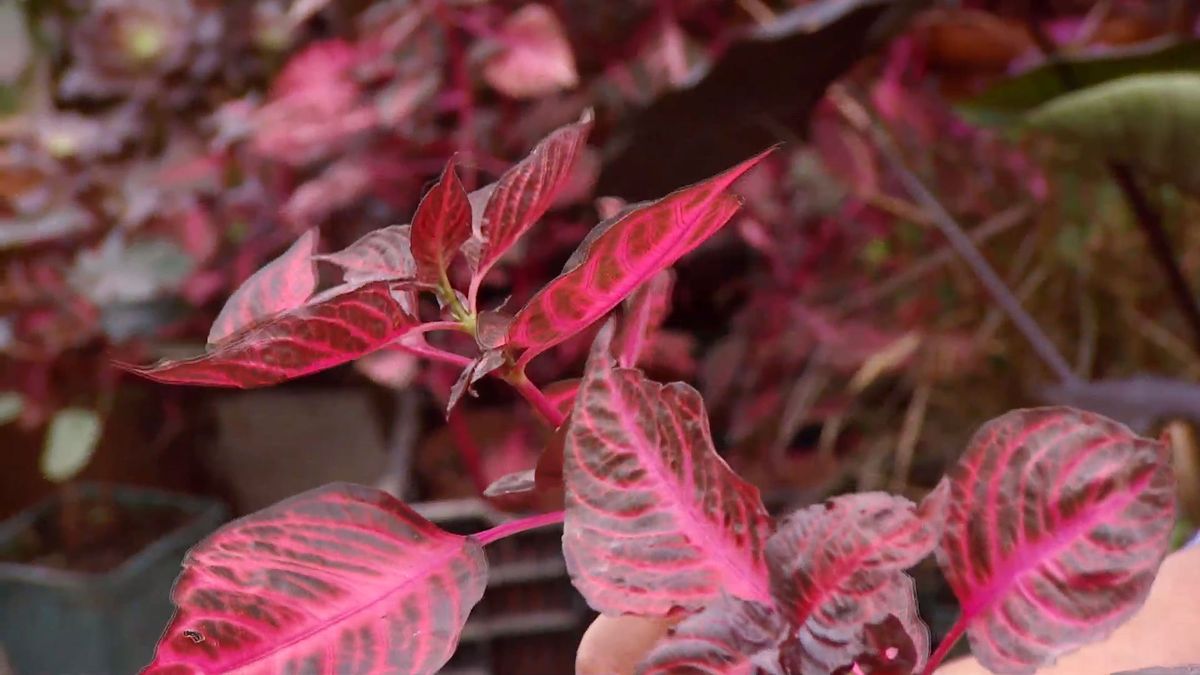 deco 0656 composicion fucsia iresine iresine