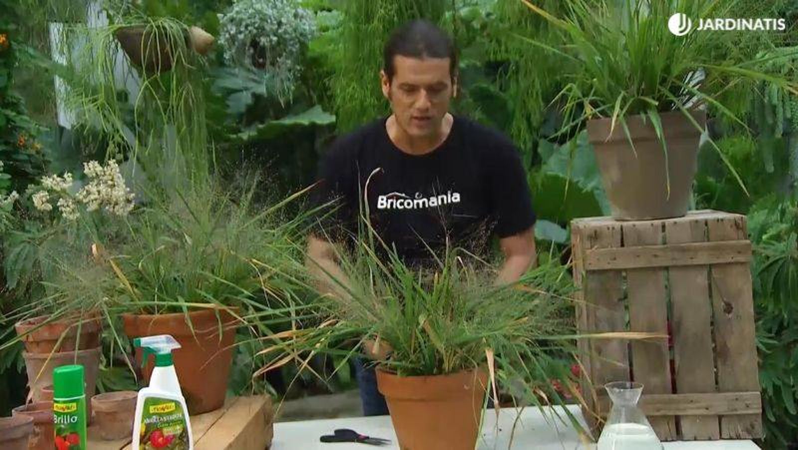 Eraglotis cultivada en maceta