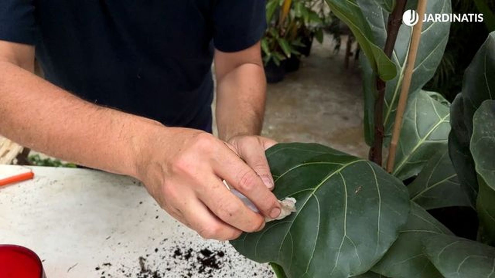 limpir plantas ficus lyrata jardinatis 23 29