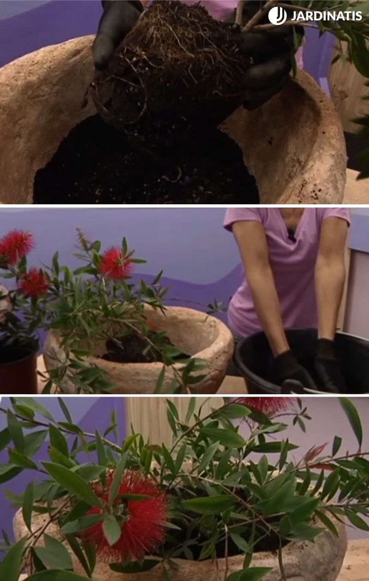 Plantación de limpiatubos en maceta