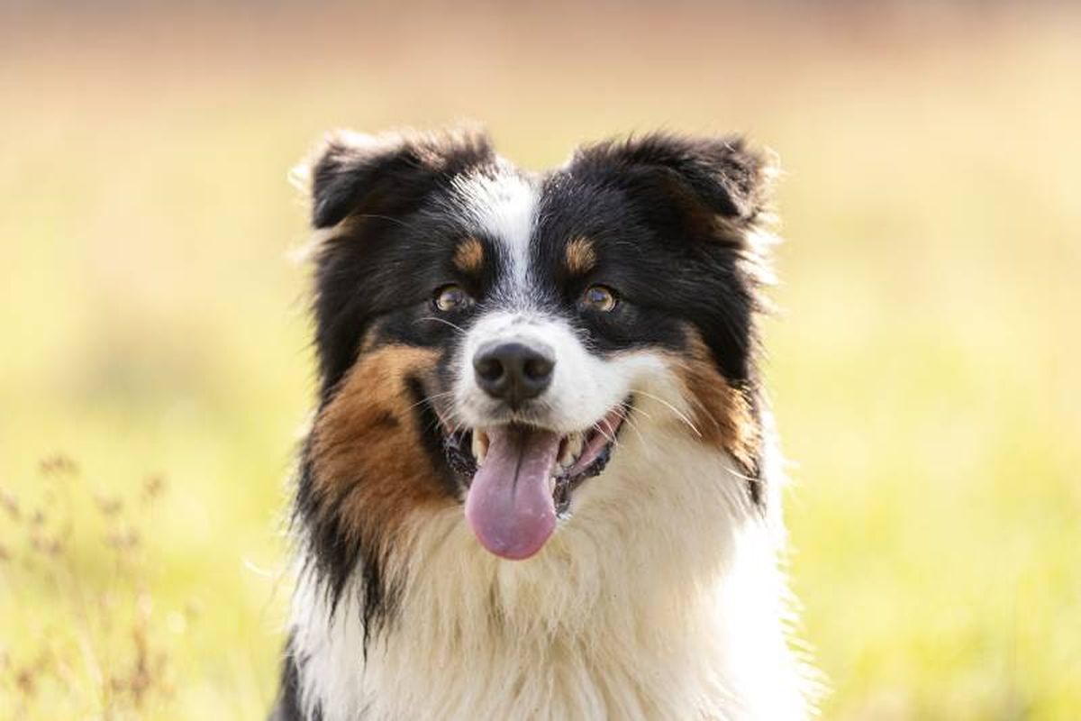 El pastor ovejero australiano es una raza de perro de pastoreo cuyo origen se encuentra en Estados Unidos.