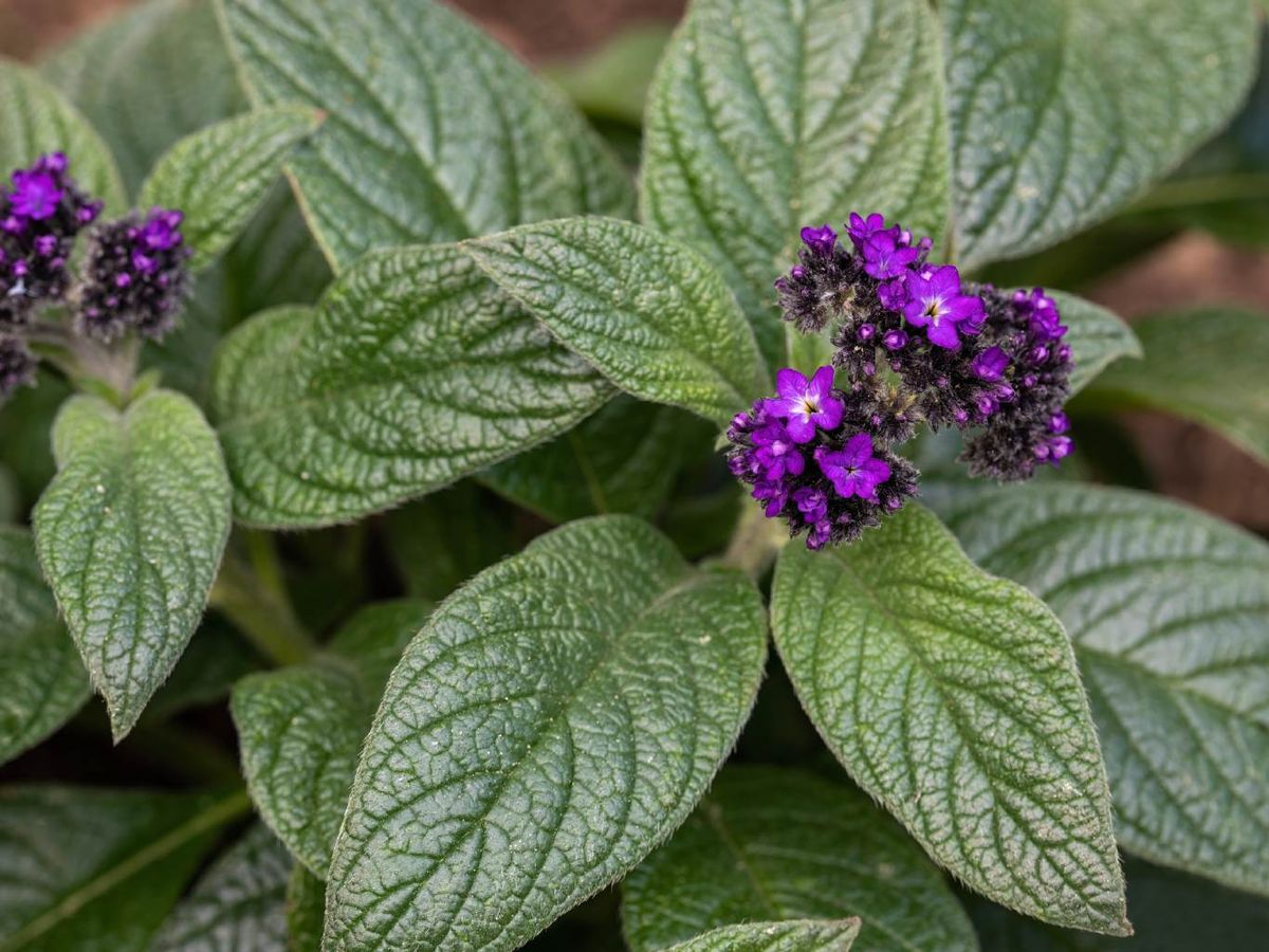Hojas del heliotropo.