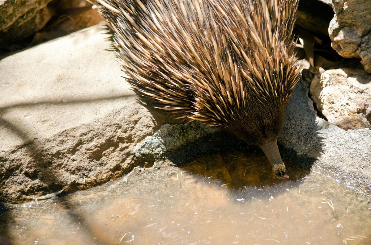 equidna bebiendo agua