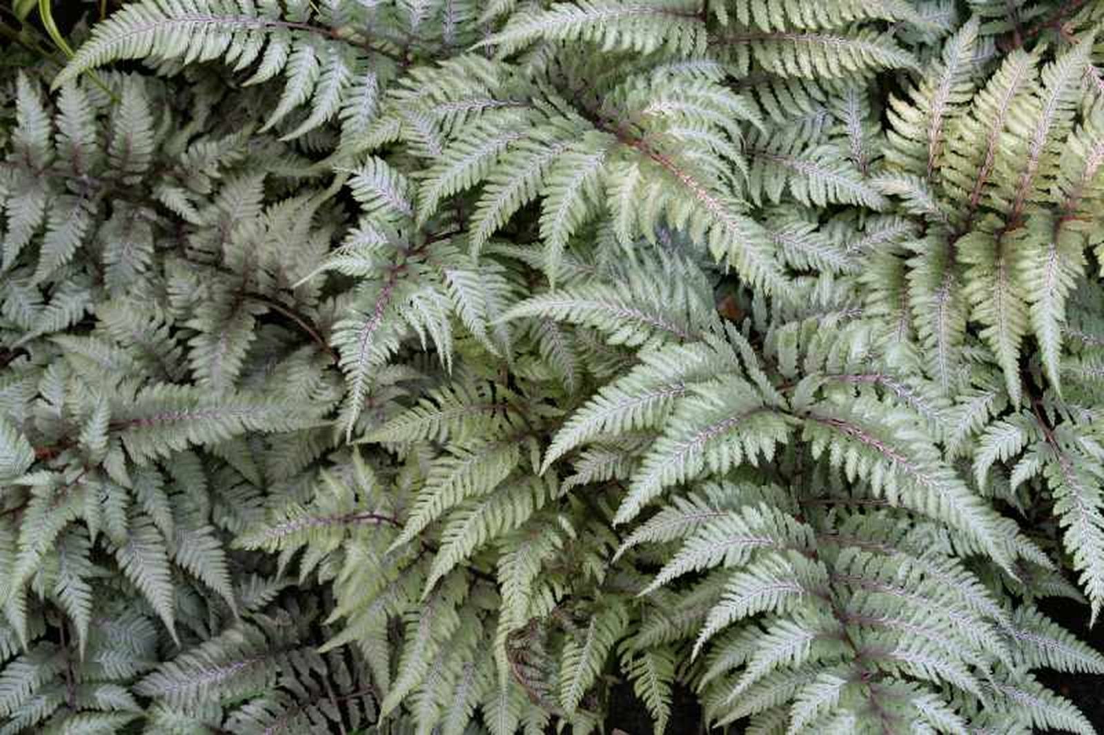 Athyrium otophorum Athyrium otophorum
