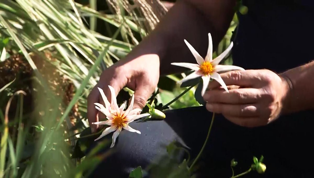 966 semillas dalias flor