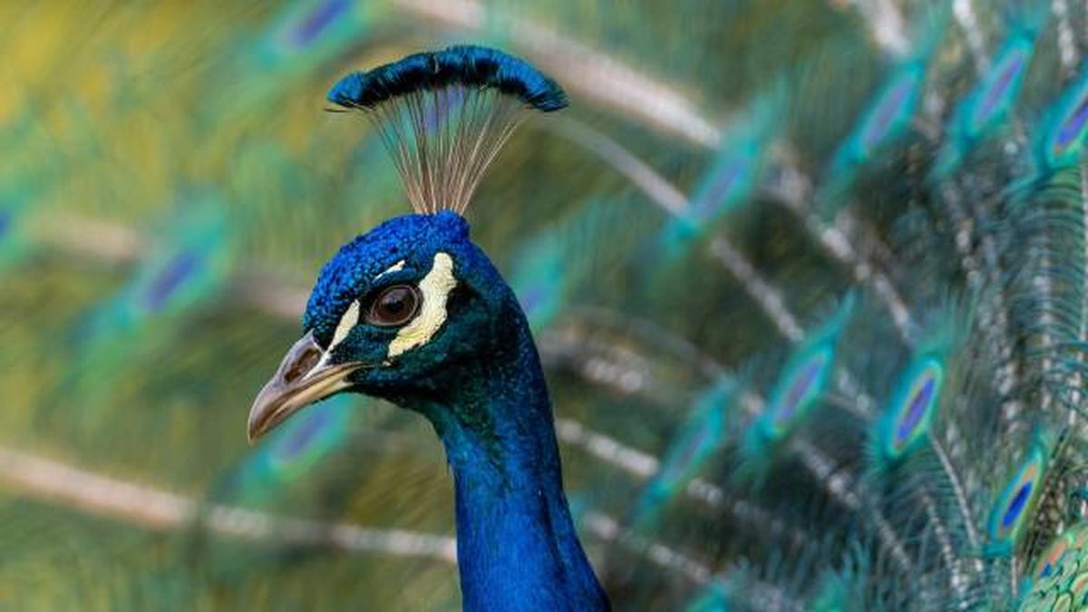 animales karpin centro acogida fauna silvestre pavo real de la india