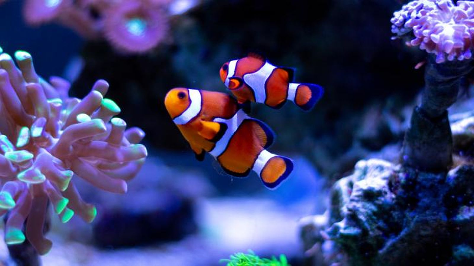como duermen los peces 5