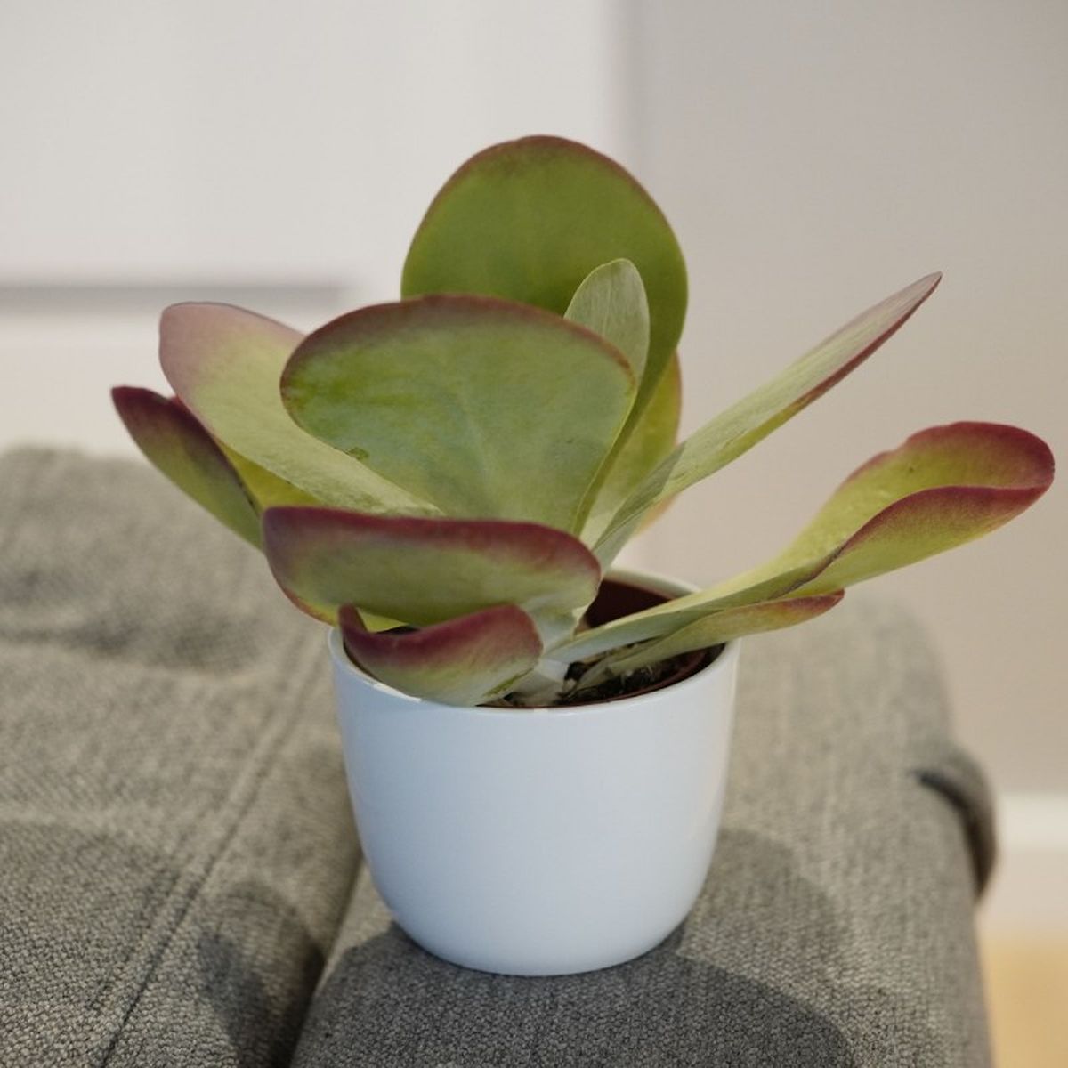 El Kalanchoe thyrsiflora requiere un suelo que drene de forma correcta