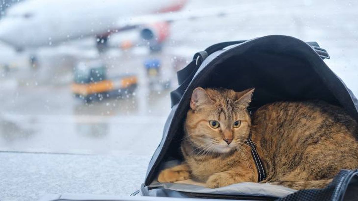requisitos para viajar avion mascota gato