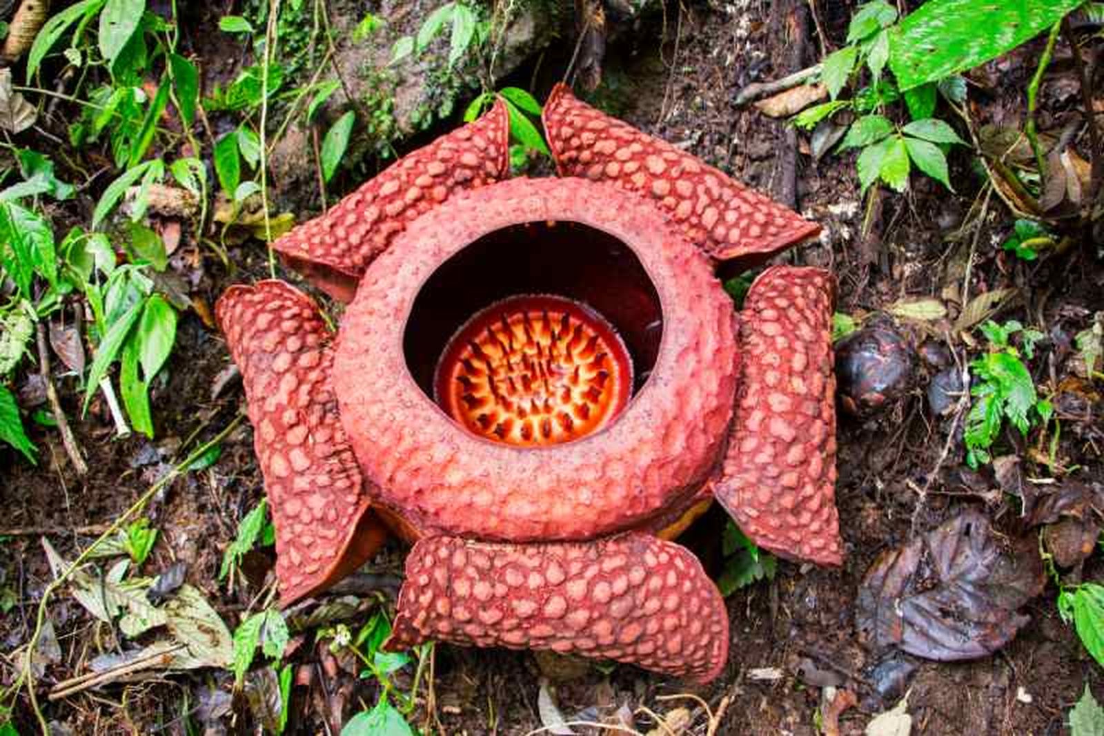 Rafflesia arnoldii. Rafflesia arnoldii.