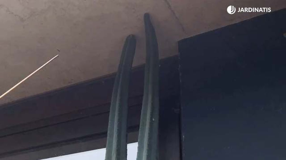 cactus de san pedro gran tamano coleccion inigo segurola jardinatis