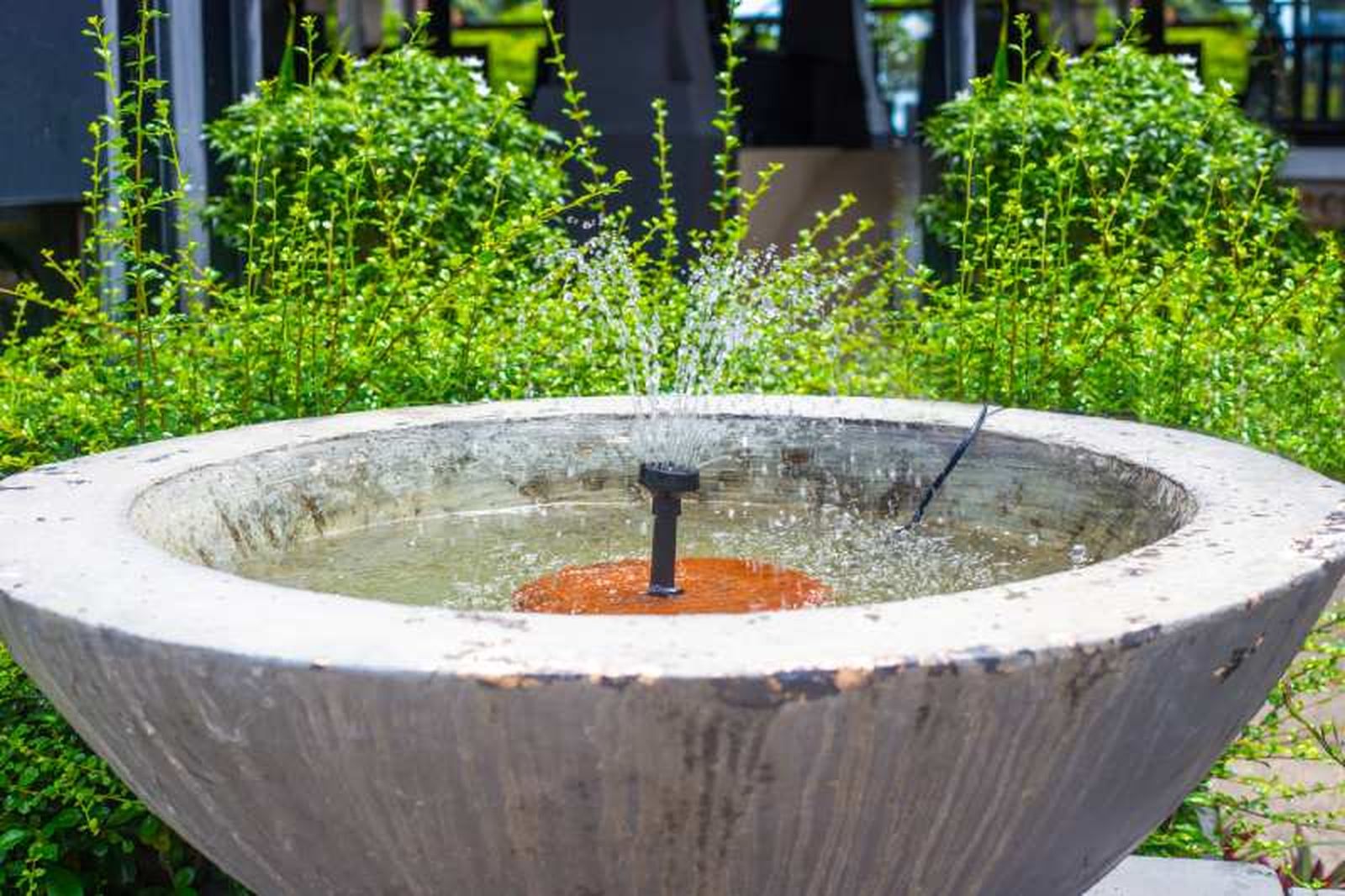 Las luciérnagas necesitan tener acceso al agua fresca