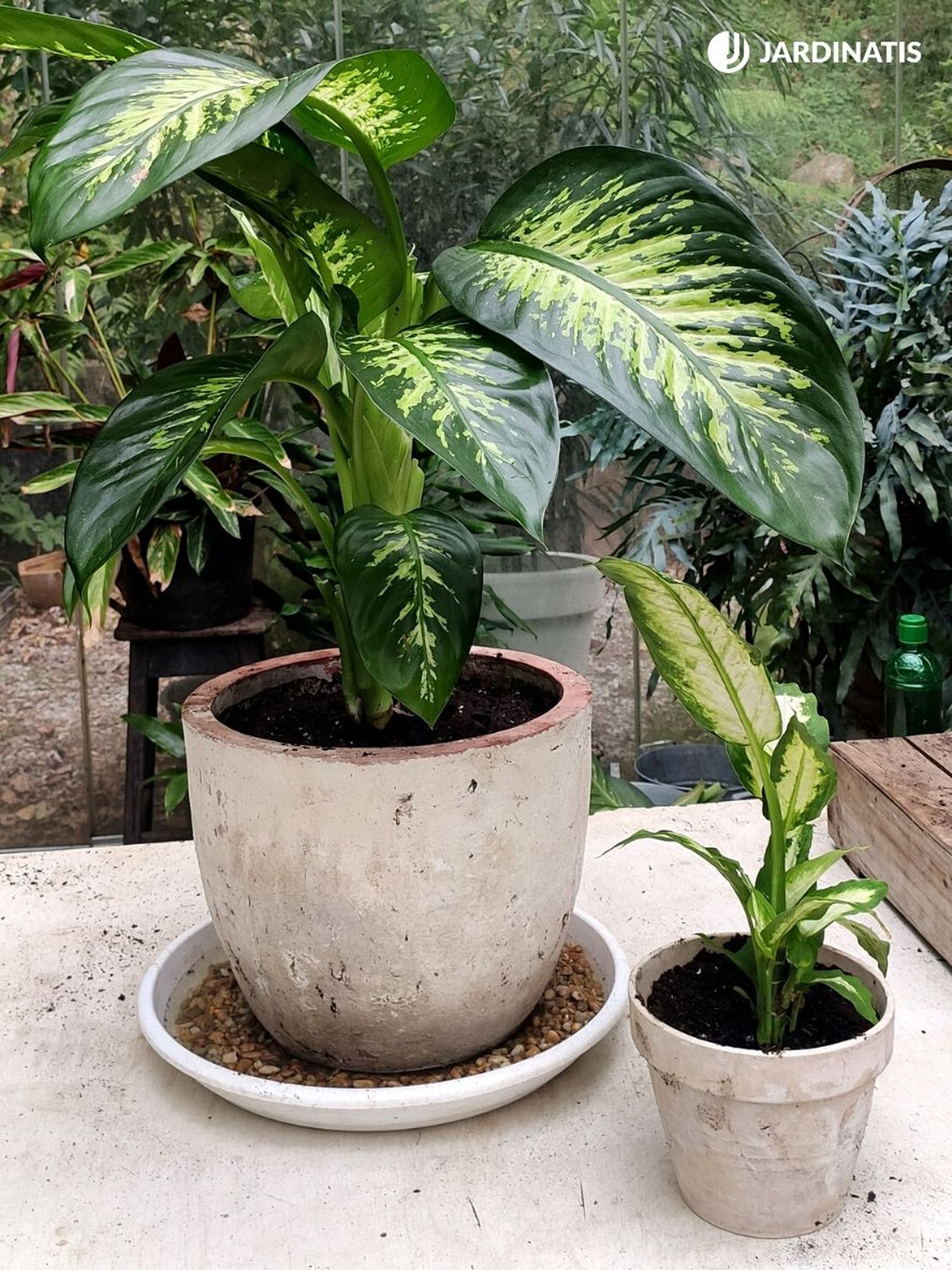 variedad de dieffenbachia jardinatis 23 33 variedad de dieffenbachia jardinatis 23 33
