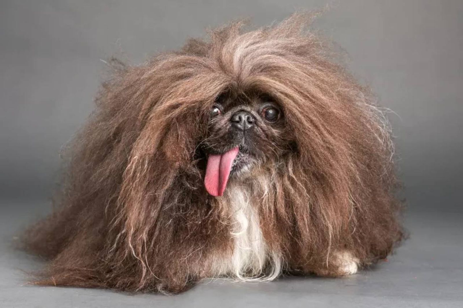 Wild Thang, el perro más feo del mundo 2024