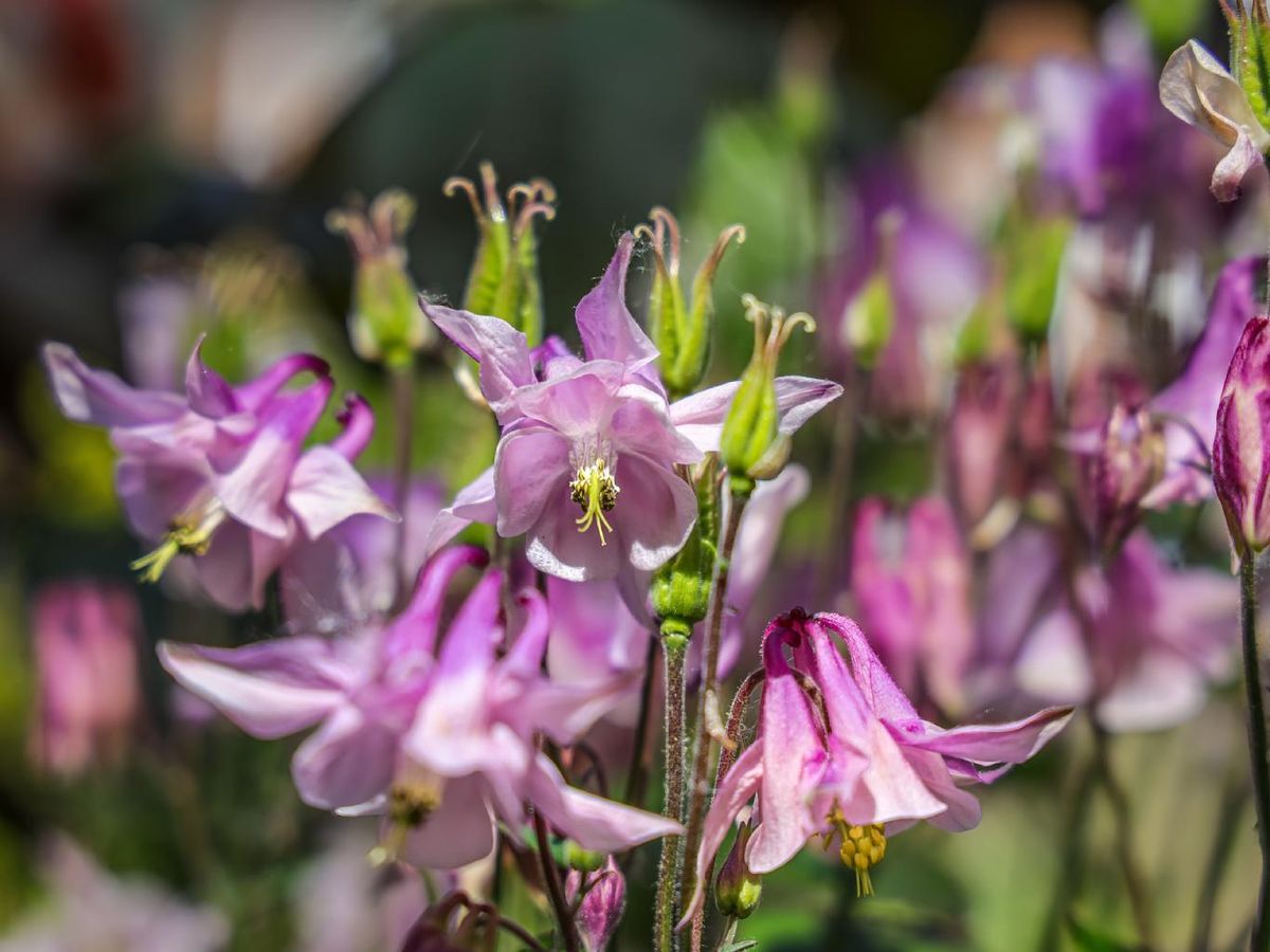 Aquilegia vulgaris de flores rosadas.