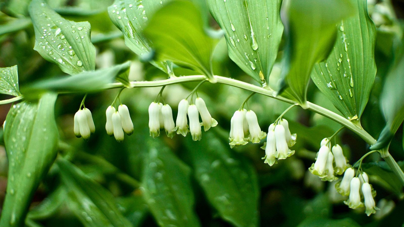 El sello de salomón se encuentra normalmente debajo de los árboles en un entorno boscoso