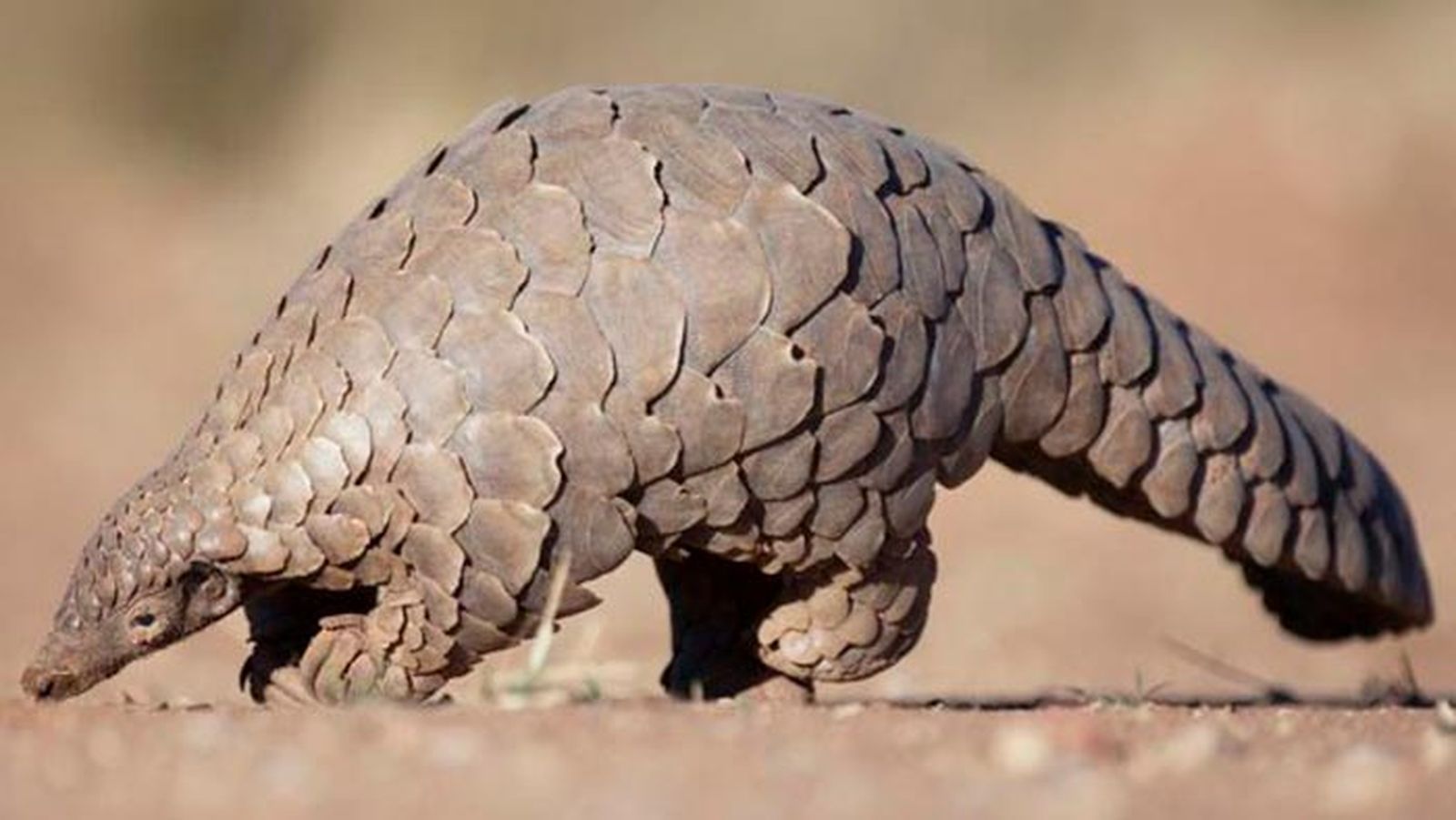 pangolin 5 pangolin 5