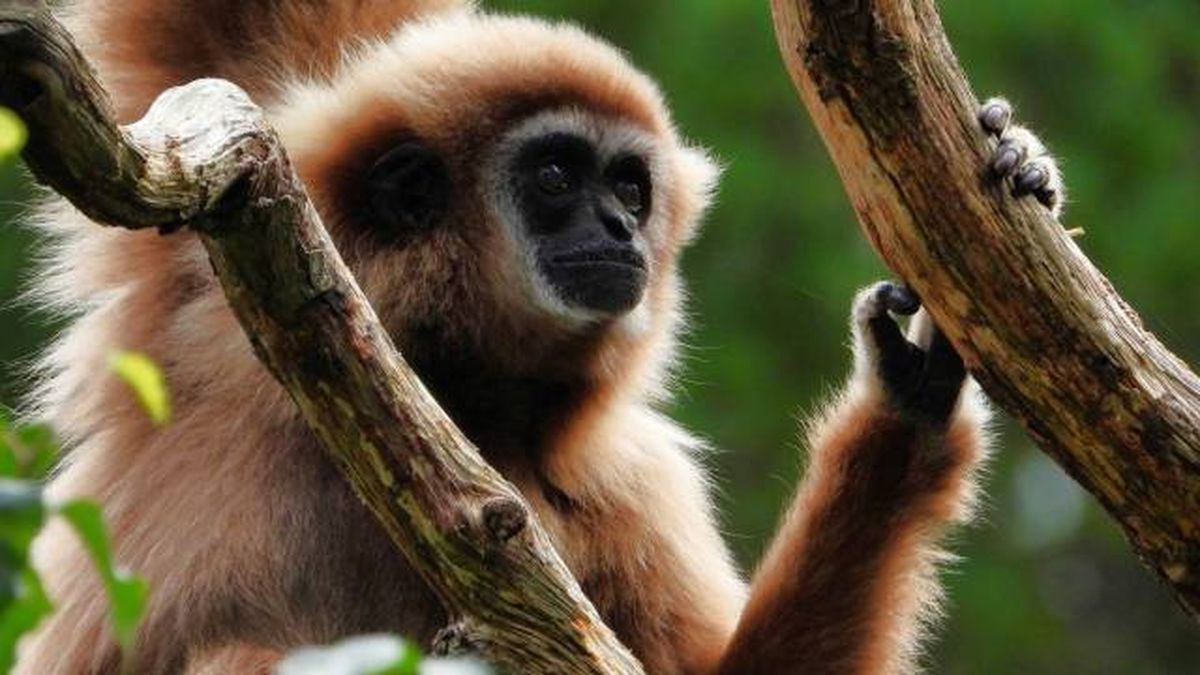 animales pelirrojos gibon de manos blancas Hylobates lar